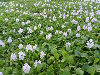 Close-up of white flowering plants on field