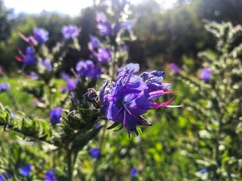 Close-up of bee on purple flowering plant