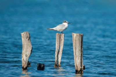 Seagull perching on wooden post