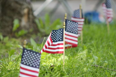 Close-up of small american flags on field