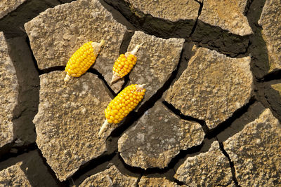 High angle view of corns on cracked field