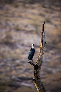 Close-up of bird perching on driftwood against tree