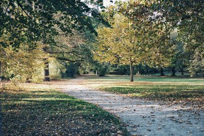 Trees growing on field during autumn