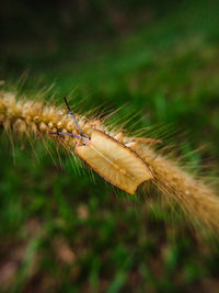 Close-up of insect on land