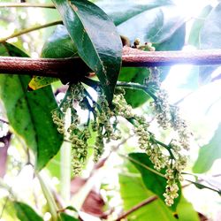 Close-up of leaves