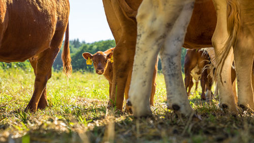 Cows on landscape