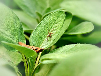 Close-up of insect on plant