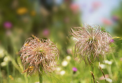 Close-up of thistle