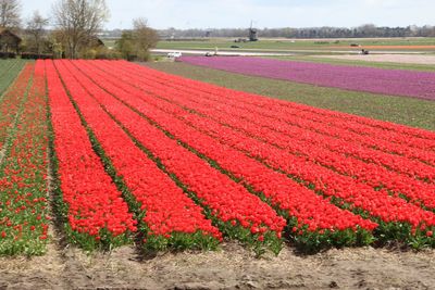 Red tulips in field