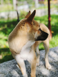 Close-up of a dog looking away