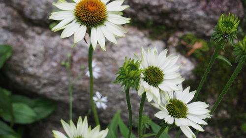 Close-up of flowers blooming outdoors