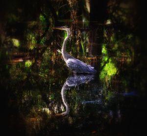 animal