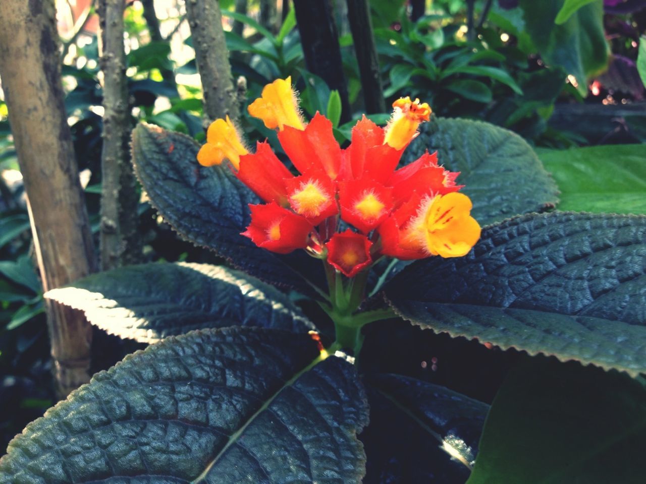 flower, petal, flower head, freshness, fragility, growth, beauty in nature, blooming, close-up, plant, orange color, nature, focus on foreground, single flower, leaf, in bloom, yellow, red, pollen, park - man made space