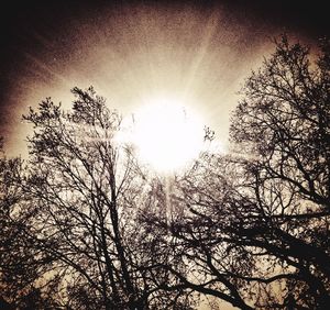 Low angle view of bare trees against sky