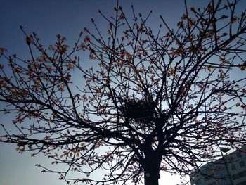 Low angle view of silhouette trees against sky