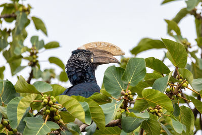 Low angle view of bird perching on plant