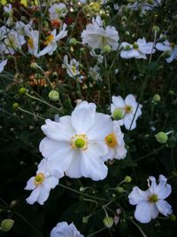 Close-up of white flowers blooming outdoors