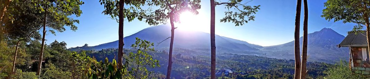 Plants by trees against sky