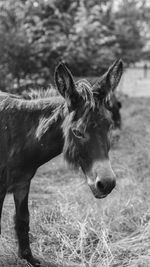 Close-up of a horse on field