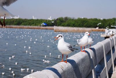 Seagull perching on hand by sea against sky