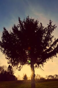 Trees on field at sunset