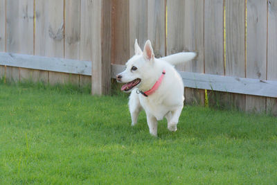 Dog looking away on field