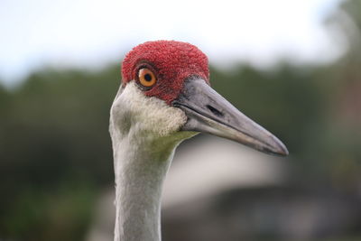 Close-up of a bird head