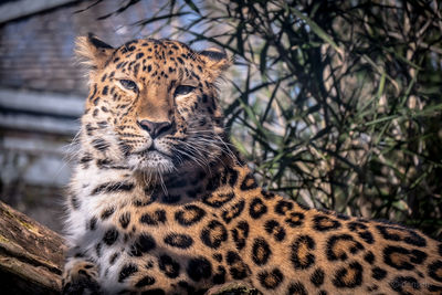 Portrait of leopard at zoo