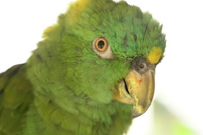 Close-up of parrot