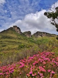 Scenic view of flowering plants on field against sky