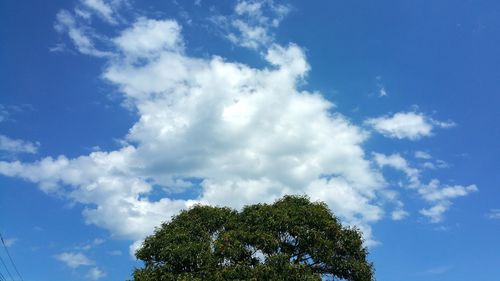 Low angle view of tree against sky