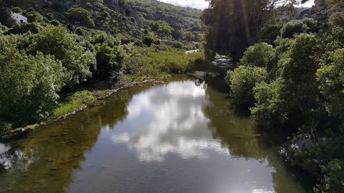 Scenic view of river in forest