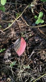 High angle view of leaves on field