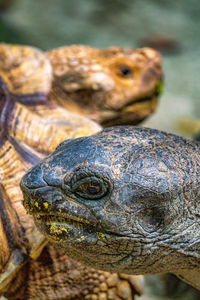 Close-up of a turtle