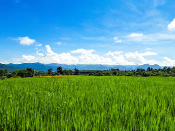 Scenic view of agricultural field against sky