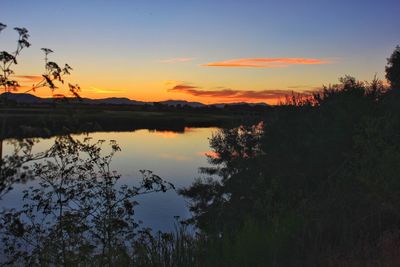 Trees growing by lake against sky during sunset