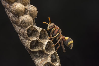 Ropalidia fasciata- paper wasp	
