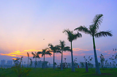 Palm trees at sunset