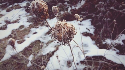 Close-up of plant