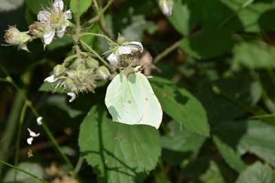 Close-up of insect on plant