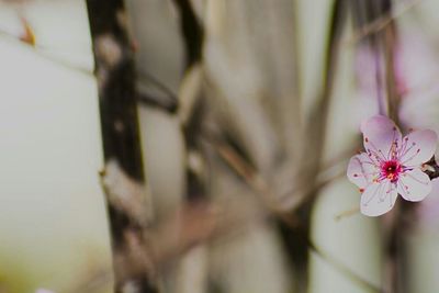 Close-up of flowers against blurred background