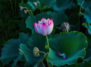 Close-up of pink rose flower