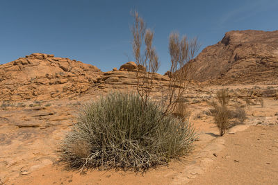 Milk bush, euphorbia gregaria, at spitzkoppe, erongo, namibia