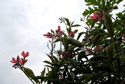 Low angle view of pink flowering plant against sky