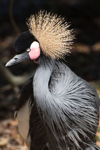 Close-up of a bird