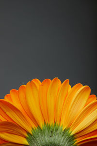 Close-up of yellow flower against black background