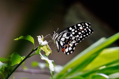 Close-up of butterfly on leaf