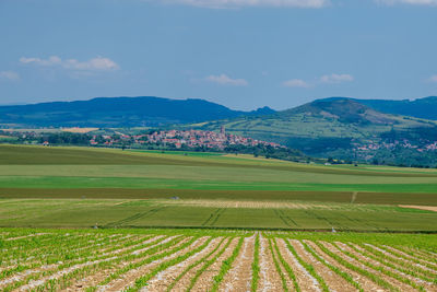 Scenic view of agricultural field against sky