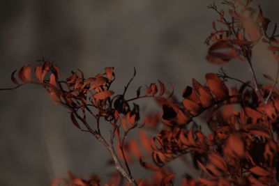 Close-up of plants against blurred background