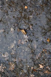 High angle view of puddle on lake